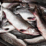 fish14082023.jpg - Тигильский муниципальный район